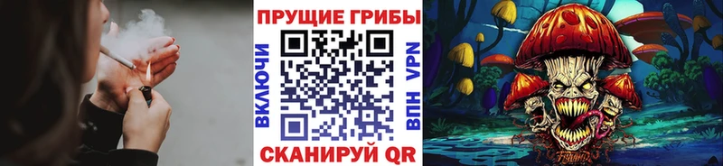 Псилоцибиновые грибы Psilocybine cubensis  Жердевка 